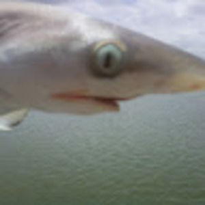 Meet your Posher, Snap678